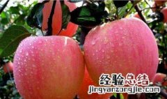 苹果花多久浇一次水 苹果花怎么浇水
