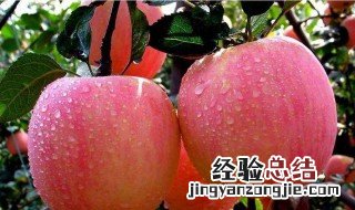 苹果花多久浇一次水 苹果花怎么浇水