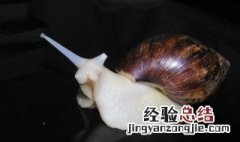 白玉蜗牛具体怎么养 白玉蜗牛具体怎么养的