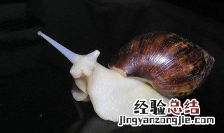 白玉蜗牛具体怎么养 白玉蜗牛具体怎么养的