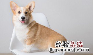 狗英语怎么读 狗英语怎么读音dog