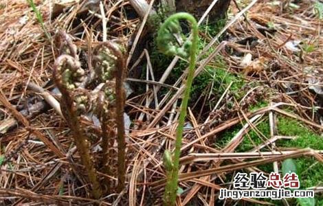 猴腿菜种植技术 猴腿菜种植技术要点
