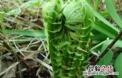 猴腿菜种植技术 猴腿菜种植技术要点
