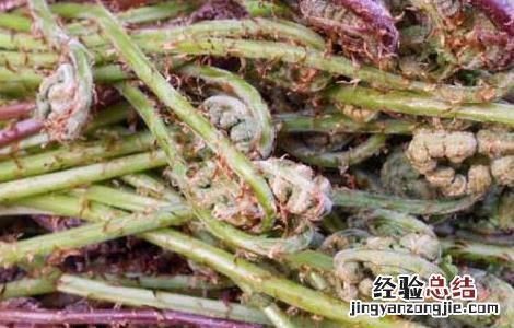猴腿菜种植技术 猴腿菜种植技术要点
