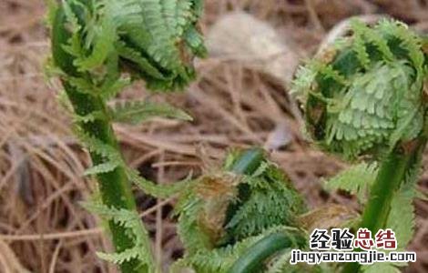 猴腿菜种植技术 猴腿菜种植技术要点
