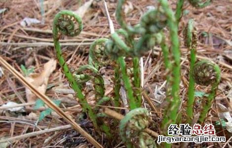 猴腿菜种植技术 猴腿菜种植技术要点