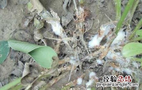 花生白绢病的防治方法 花生白绢病的防治方法是什么