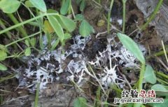 花生白绢病的防治方法 花生白绢病的防治方法是什么
