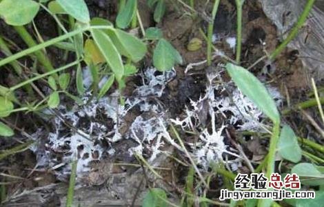 花生白绢病的防治方法 花生白绢病的防治方法是什么