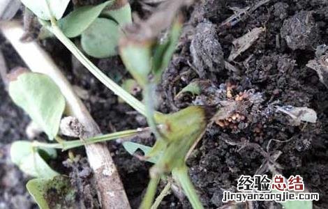 花生白绢病的防治方法 花生白绢病的防治方法是什么