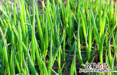 分葱高产種植技術 盆栽分葱技术