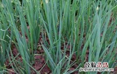 分葱高产种植技术 盆栽分葱技术