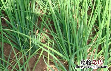 分葱高产種植技術 盆栽分葱技术