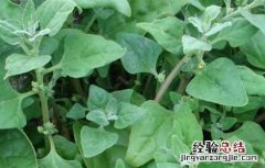 番杏的种植技术 番杏的种植技术及管理