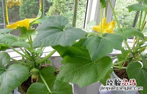 飞碟瓜栽培技术 飞碟南瓜的种植方法和时间