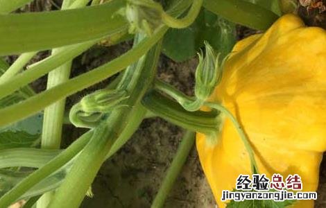 飞碟瓜栽培技术 飞碟南瓜的种植方法和时间