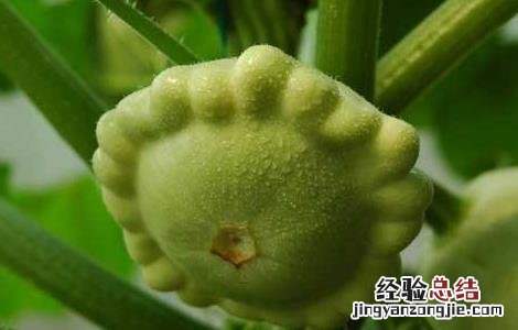 飞碟瓜栽培技术 飞碟南瓜的种植方法和时间