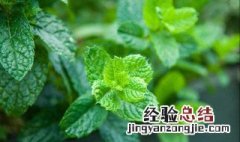 卧室养薄荷花的功效与作用 薄荷在风水上代表什么