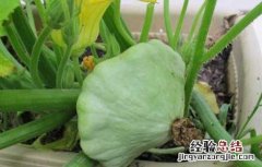 飞碟瓜栽培技术 飞碟南瓜的种植方法和时间
