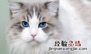 怎么样找到丢的猫 怎样找到丢失的猫咪