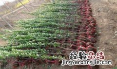 四季青扦插种植方法 四季青扦插种植方法和技术