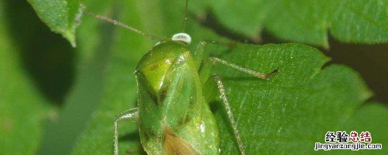 盲蝽蟓用什么药打 盲蝽蟓用什么药