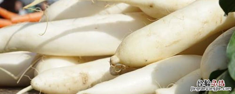 冬萝卜种植时间和收获时间 冬萝卜种植时间