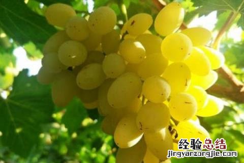 巨盛一号葡萄介绍 巨盛一号葡萄介绍 缺点