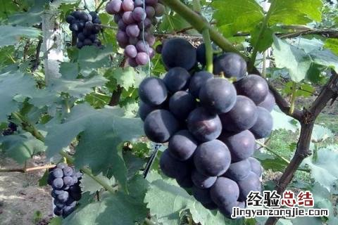 巨盛一号葡萄介绍 巨盛一号葡萄介绍 缺点