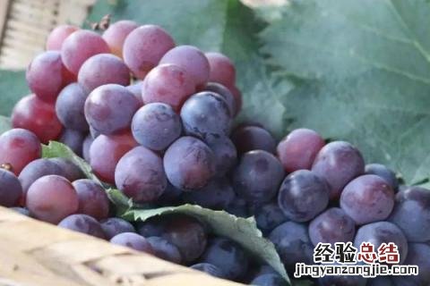 巨盛一号葡萄介绍 巨盛一号葡萄介绍 缺点