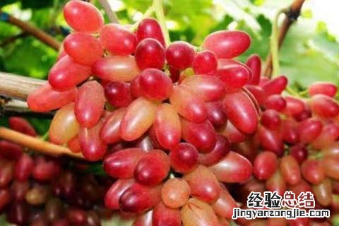 巨盛一号葡萄介绍 巨盛一号葡萄介绍 缺点