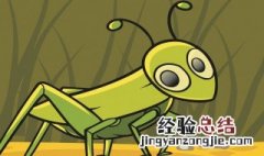 蟋蟀什么季节开始有的 蟋蟀什么季节出现