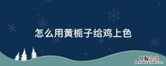 怎么用黄栀子给鸡上色 给鸡上色用黄姜粉还是黄栀子
