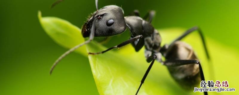 家里老是有蚂蚁怎么办 家里怎么老有蚂蚁怎么办