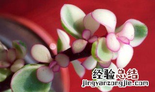 多肉雅乐之舞植物怎么养活 多肉雅乐之舞植物怎么养