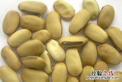 刀豆蛋白A 刀豆