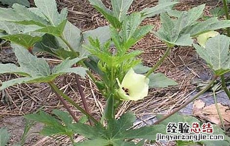 黄秋葵的种植时间 黄秋葵的种植时间与方法
