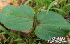 黄秋葵的种植时间 黄秋葵的种植时间与方法