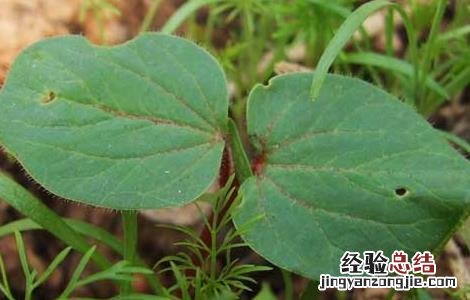 黄秋葵的种植时间 黄秋葵的种植时间与方法