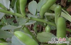 蚕豆的生长过程 蚕豆的生长过程及图片