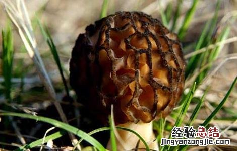 羊肚菌的生长环境和周期 羊肚菌的生长环境