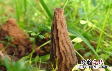 羊肚菌的生长环境和周期 羊肚菌的生长环境
