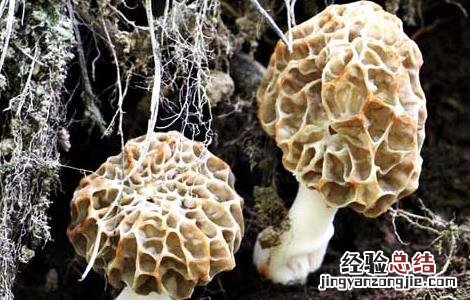 羊肚菌的生长环境和周期 羊肚菌的生长环境