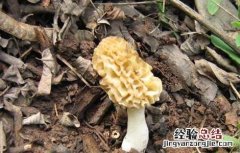 羊肚菌的生长环境和周期 羊肚菌的生长环境