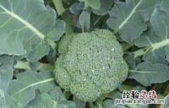 西兰花的种植时间 西兰花的种植时间及种植方法
