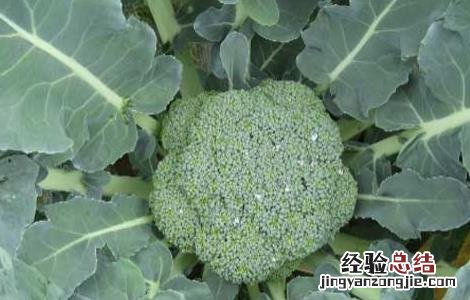 西兰花的种植时间 西兰花的种植时间及种植方法