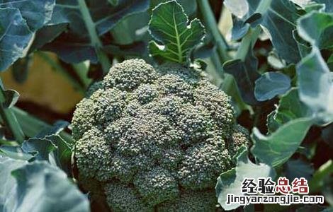 西兰花的种植时间 西兰花的种植时间及种植方法