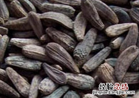 牛蒡子的功效与作用禁忌分别是什么呢