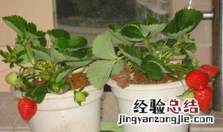 家里能不能养草莓 家里能不能养草莓树