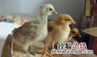 刚暖出来的小鸡需要喂食吗 刚暖出小鸡怎么养